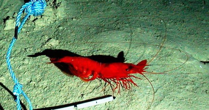 Naming animals in images – a new guide to the process