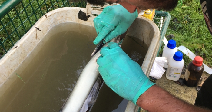 Swimming with the tide: migration behaviour of European silver eel in the Schelde Estuary.