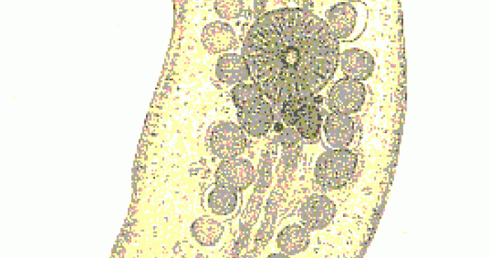 Turbellarian WoRMS portal launched