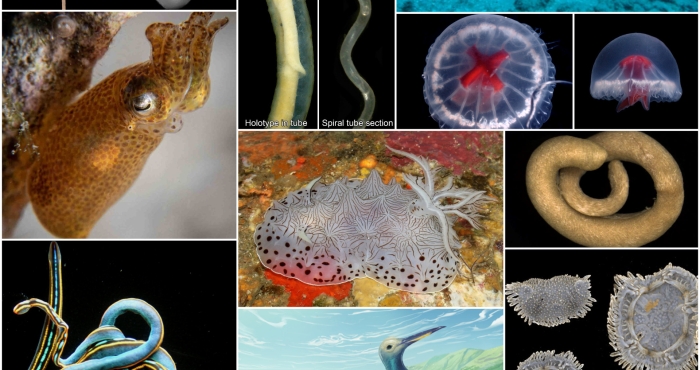 WoRMS press release: Ten remarkable new marine species from 2023