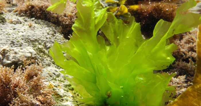 A Taxon-Match tool for AlgaeBase, based on the WoRMS Taxon Match