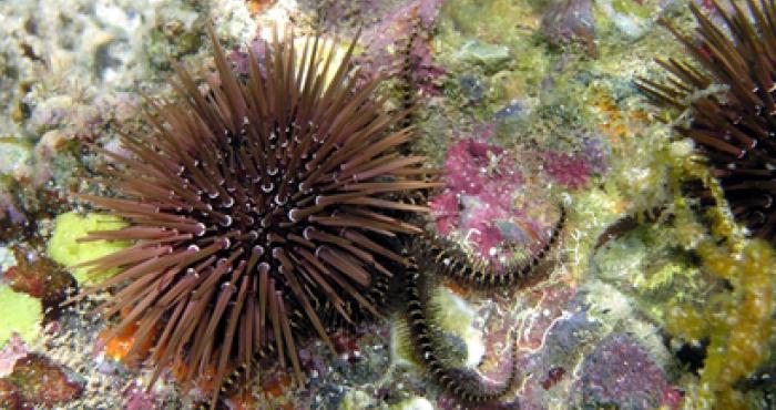 How to inventory the names of all species on Earth