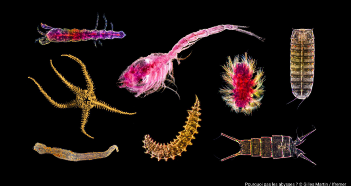 WoRMS partners with International Seabed Authority for enhanced deep-sea taxonomic info & standardization in the Area