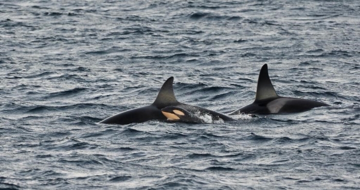 LifeWatch collaborates with all-women expedition studying orcas and whales above the Arctic circle