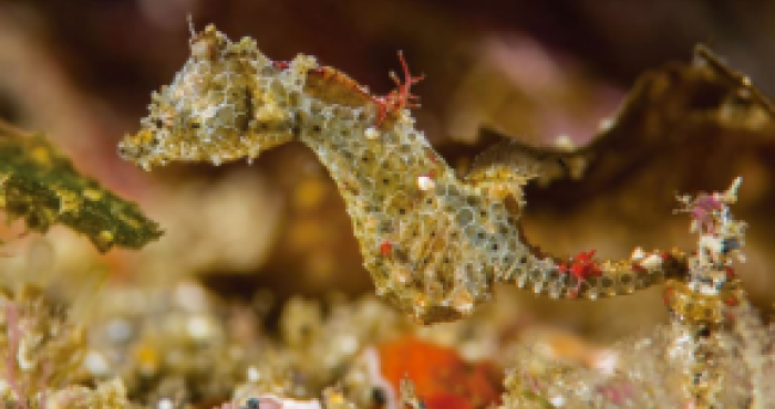 WoRMS press release: Ten remarkable new marine species from 2018