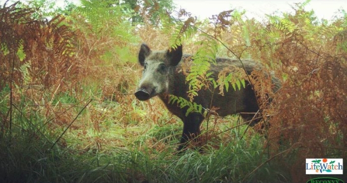 PhD research reveals wild boar behaviour