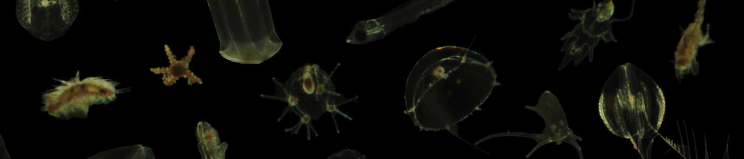 plankton collage