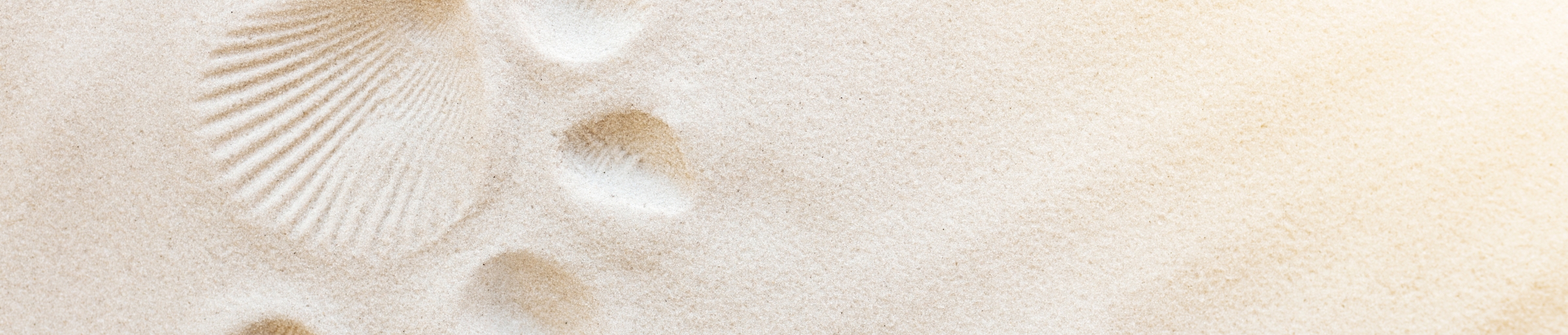 shells tracks in the sand