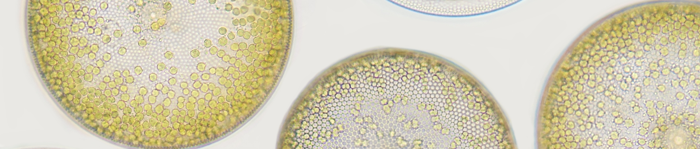 microalgae close up
