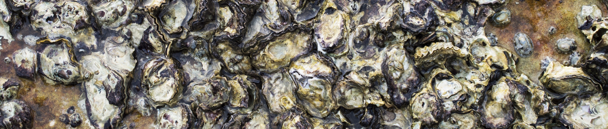 oysters