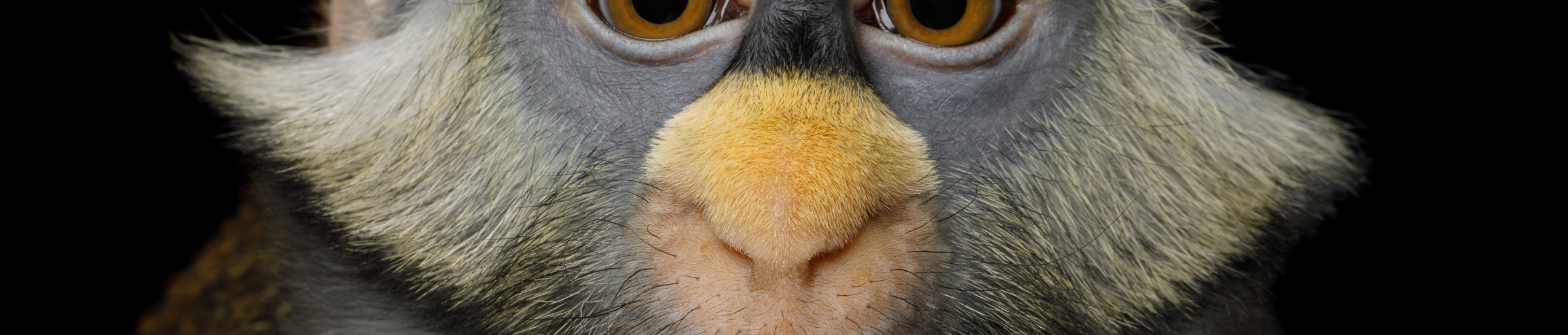 Red Tail Monkey
