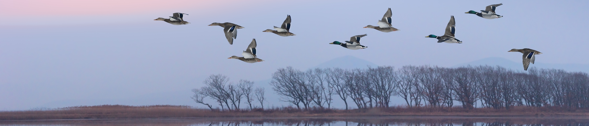 flying ducks