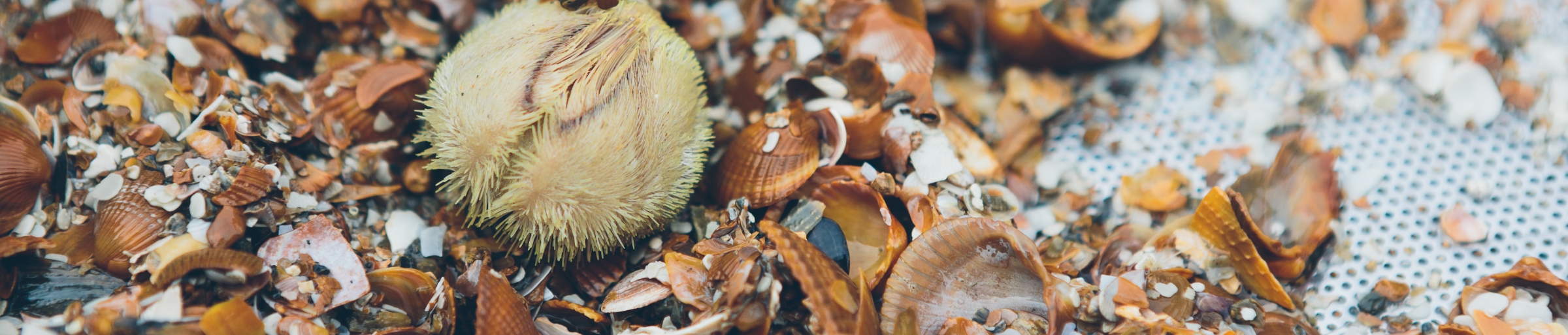 image of seashells