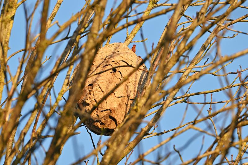 1. Vilda_165381_Nest_van_Aziatische_hoornaar_Yves_Adams_800_px_66620.jpg