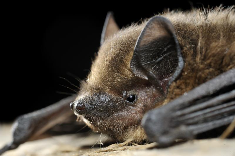 1. Vilda_73987_Dwergvleermuis_Rollin_Verlinde_800_px_66619