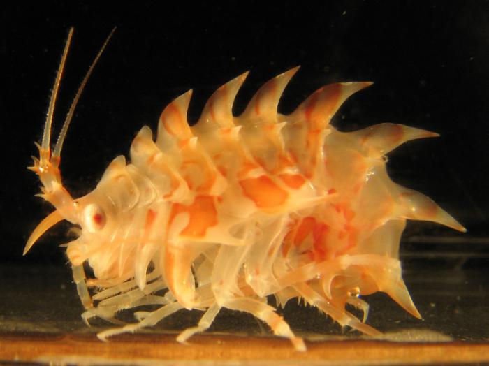 The fiery-red dragon Epimeria