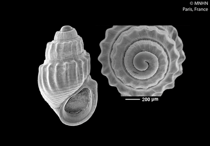 eurathea-solomonensis