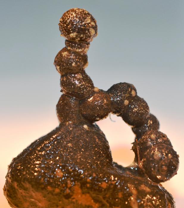 aschemonella-monilis