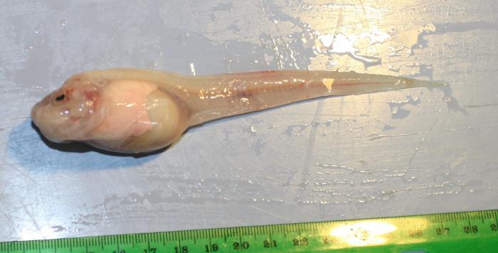 pseudoliparis-swirei