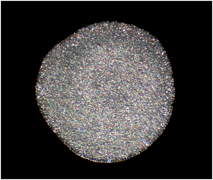 hoilungia-hongkongensis