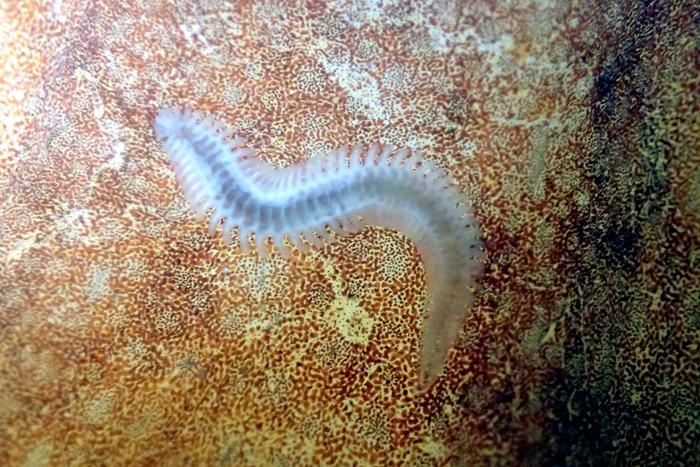 spathochaeta-octopodis