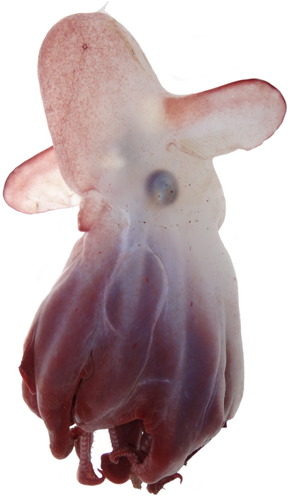 grimpoteuthis-imperator