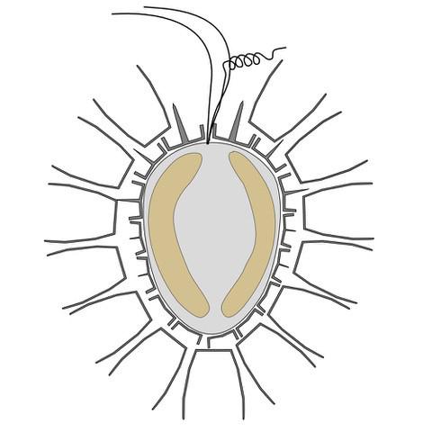 drawing-of-syracosphaera-winteri