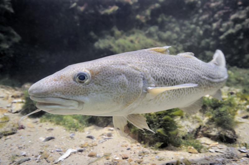 Vilda_71838_Kabeljauw_Rollin_Verlinde_800_px_66616