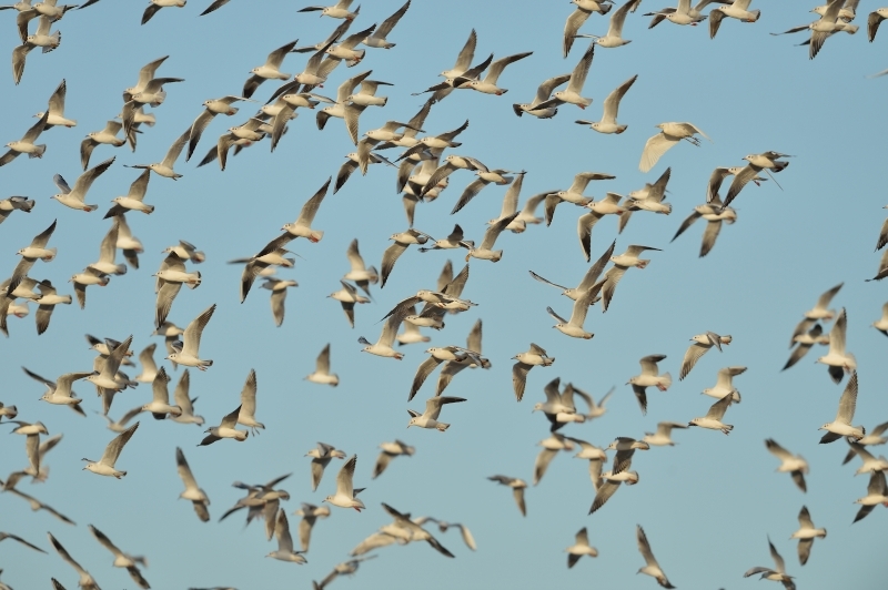 backup_marine_seagulls_Vilda_94462_Kokmeeuwen_Yves_Adams_800_px_66573