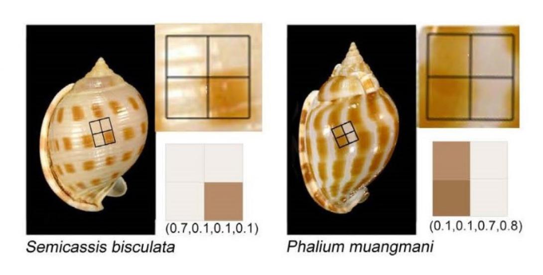shell colour