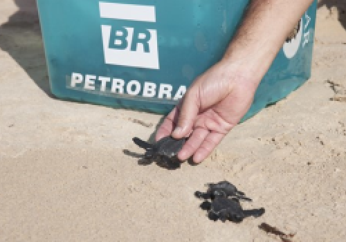 sea turtles hatchlings