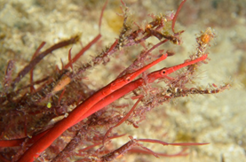 S. harastii Male-female pair in red algae.png