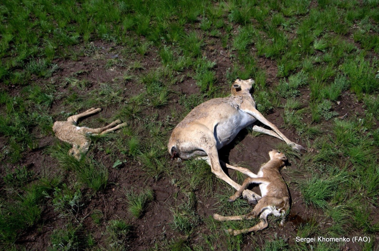 dead saiga