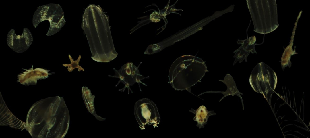 plankton collage