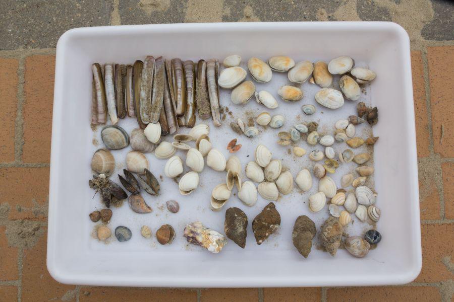 Seashells in a tray