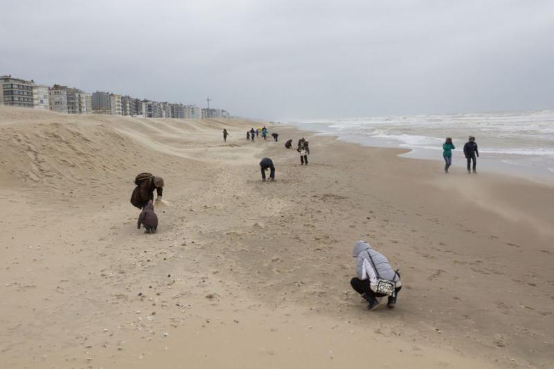 people collecting sea shells