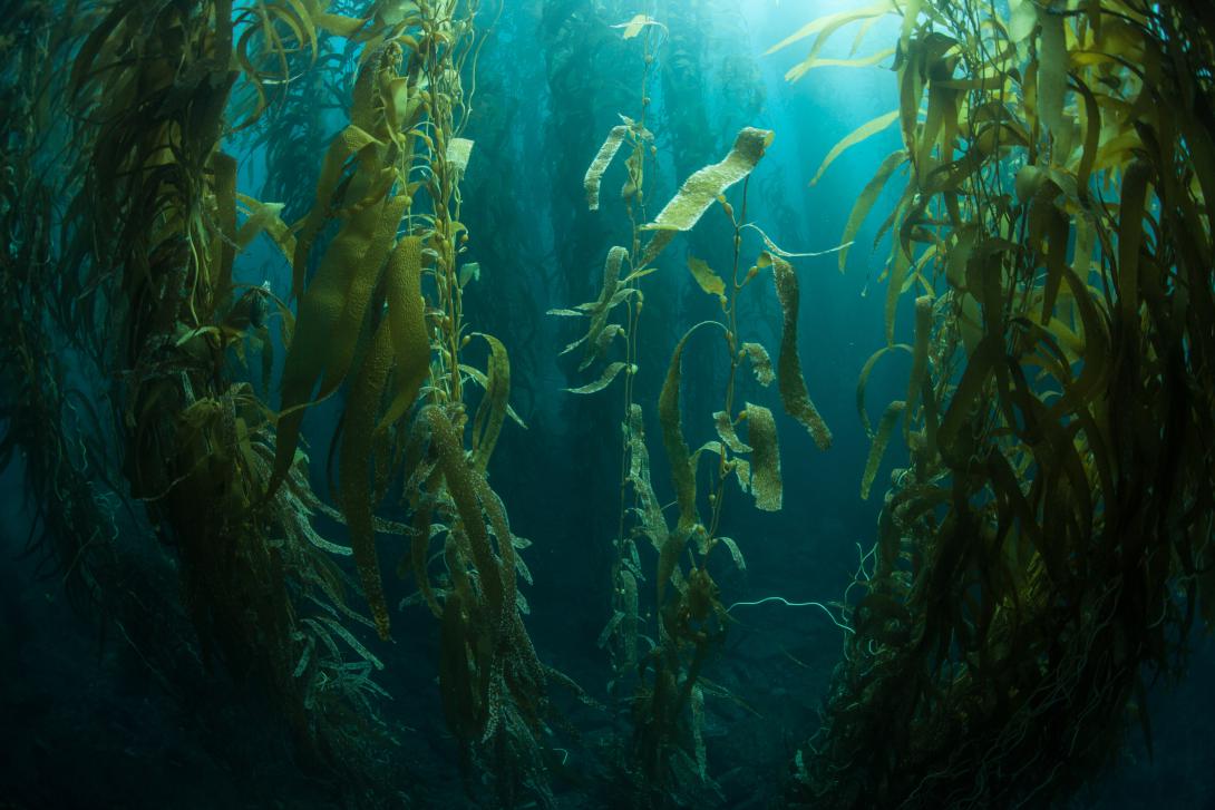 kelp habitat