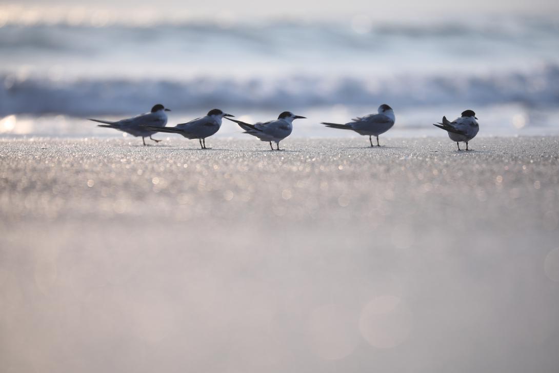 sandwich terns