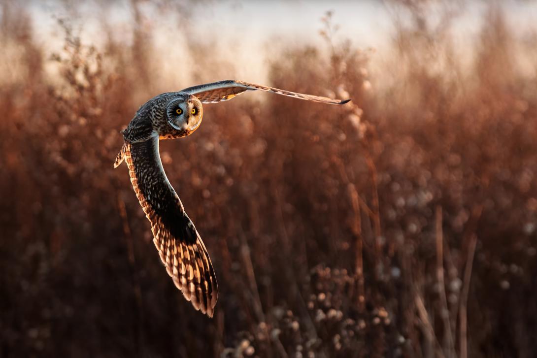 short eared owl