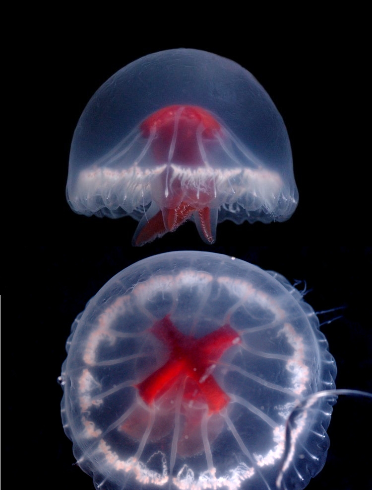 St. George's Cross Medusa