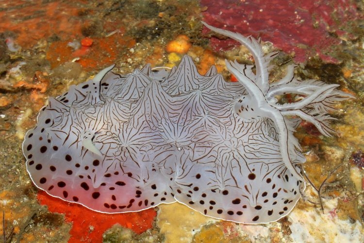 Fine Line Nudibranch