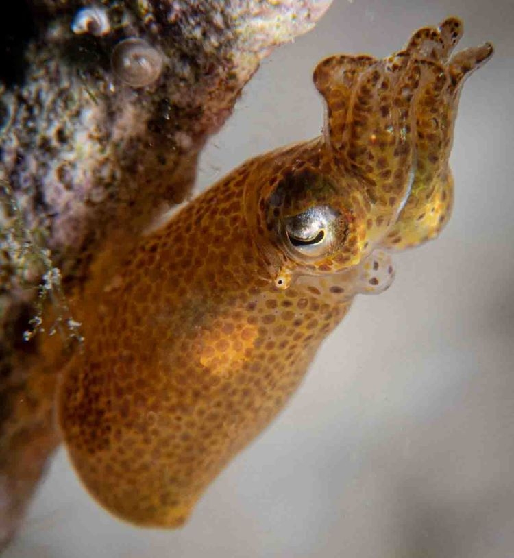 Hannan’s Pygmy Squid