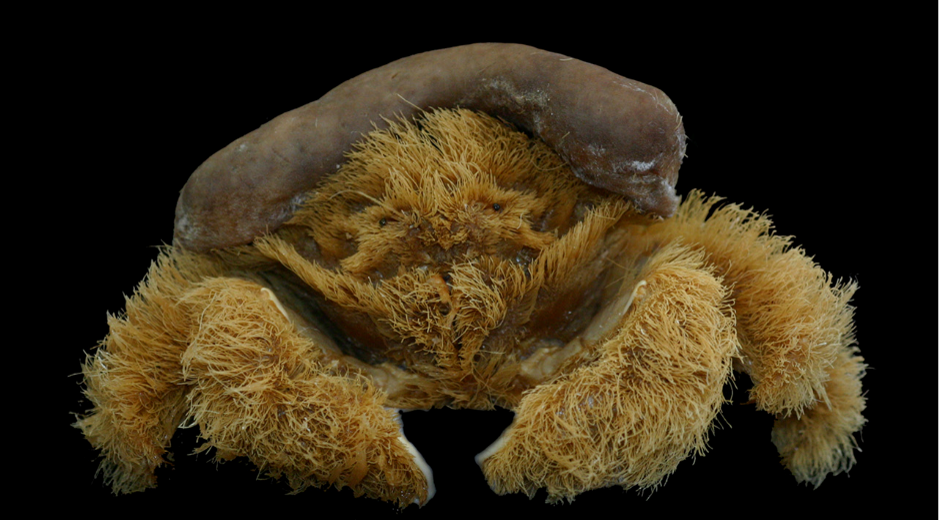 Fluffy Sponge Crab