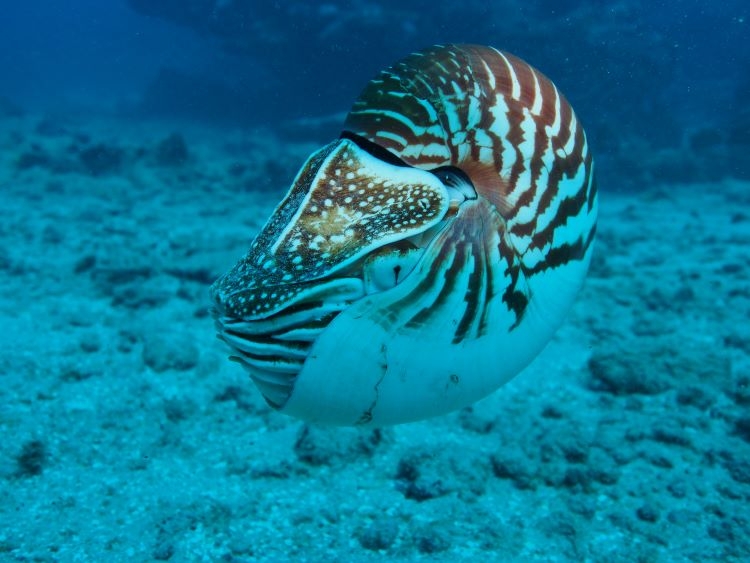 The Samoan Nautilus