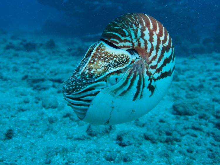 The Samoan Nautilus